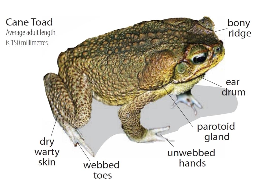 ToadScan > Home